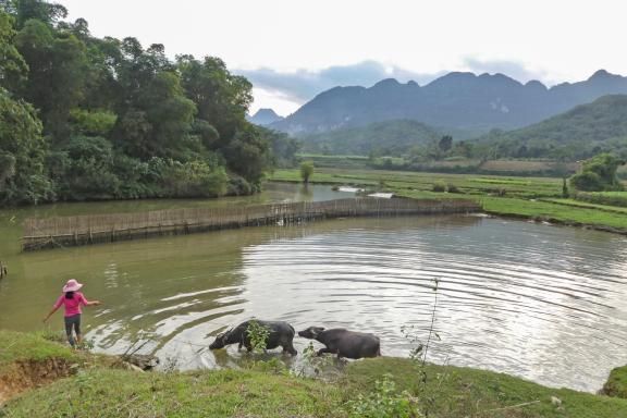 Randonnée à travers un paysage campagnard typique de la région entre Mai Chau et Pu Luong