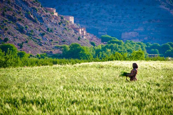 Découverte d'une culture agricole Berbère au Maroc