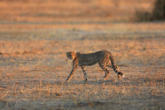 Voyage avec un léopard de Tanzanie