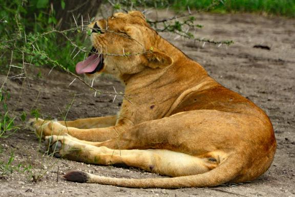 Trek près de lion en Tanzanie