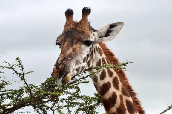Voyage avec une girafe en Tanzanie