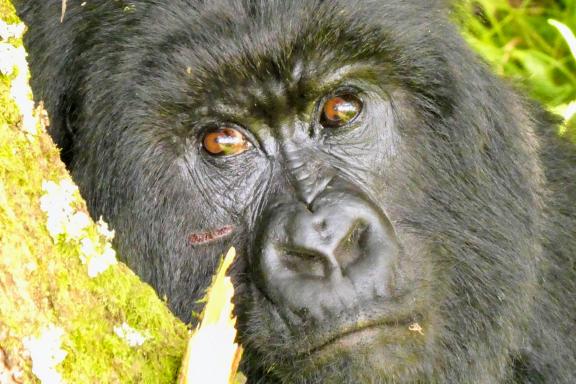 Voyage près de gorille en Ouganda