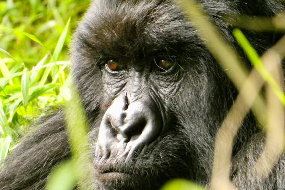 Trek près d'un gorille en Ouganda