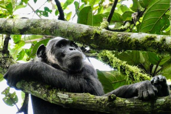 Trek près de Chimpanzé en Ouganda