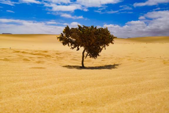 Voyage avec de la végétation dans le désert de Merzouga