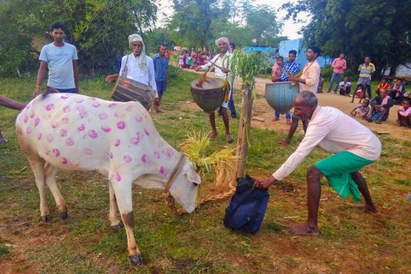 Randonnée vers des festivités avec les bovins lors de la fête de Sorhai au Jharkhand