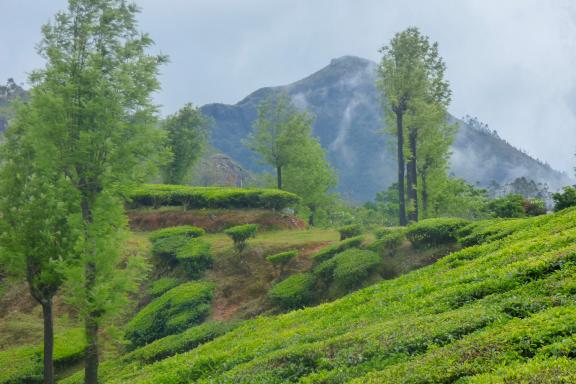 Trek à travers les théiers de la région de Munnar au Kerala