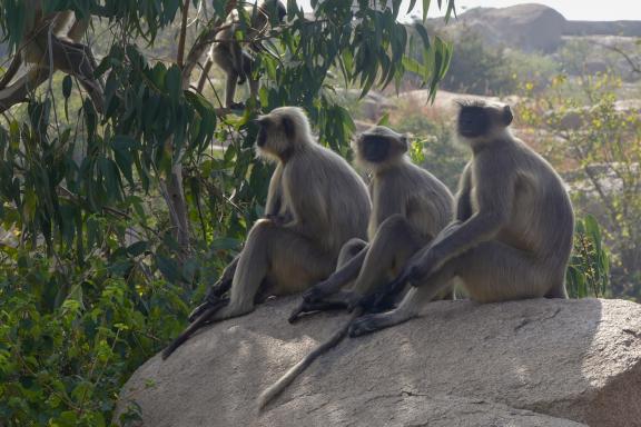 Rencontre de singes langur dans les montagnes du Kerala