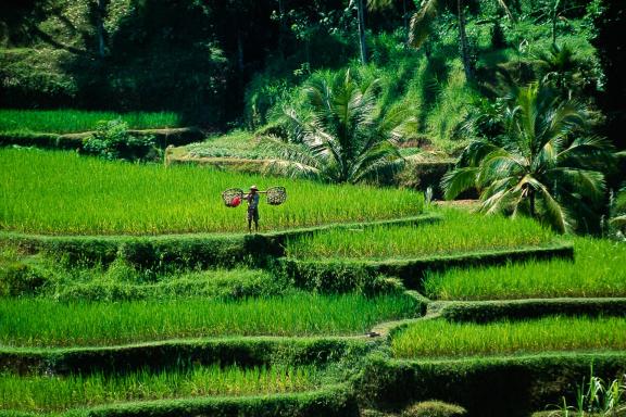 Randonnée dans les rizières en terrasses sur l'île de Bali