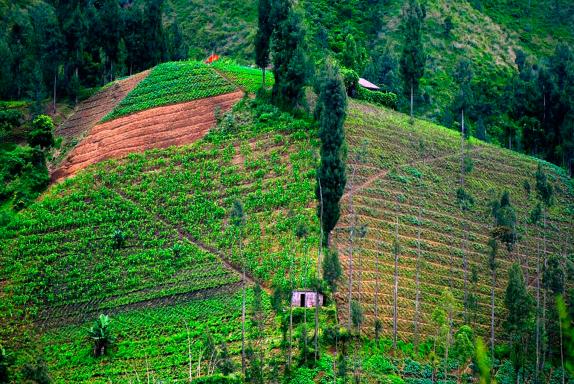 Randonnée sur les pentes volcaniques fertiles dans la région du Bromo sur Java Est