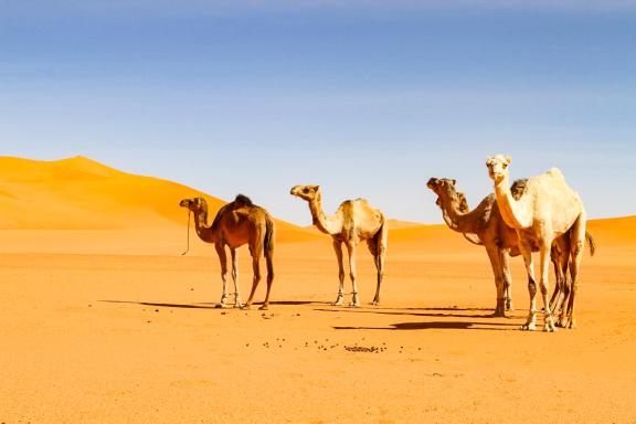 Trek avec des chameaux dans la vallée du Drâa