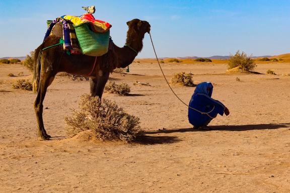 Voyage avec un chamelier et son chameau au Maroc