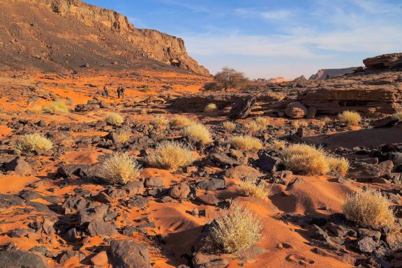 Trek dans de la végétation du désert